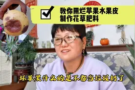 教你怎么把香蕉水果皮烂苹果制作发酵成花草肥料