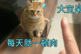 猫妈做美味牛肉面，小猫咪馋得围着直转圈！视频封面
