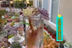 水培多肉植物，多久能长根？养护中要注意什么视频封面