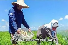 周公解梦之梦见虫子视频封面