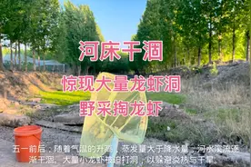 河床干涸 惊现大量龙虾洞 野采掏龙虾