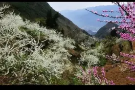 忽如一夜春风来 千树万树桃花开视频封面