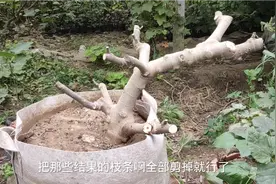 盆栽波姬红无花果要“狠”剪，轻松简单效率高，树形优美还丰产！视频封面