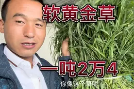 甘肃农村种植的软黄金草，一家人7天赚两万多，整整能干50天！视频封面