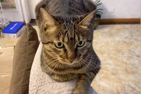 降温后，狸花猫就不太爱动了视频封面