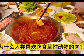 @中视频伙伴计划官号 为什么人类喜欢吃食草性动物的肉视频封面