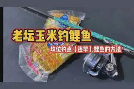 矶钓竿/用老坛玉米钓鲤鱼！（坎位）钓点连竿鲤鱼爆护的方法…