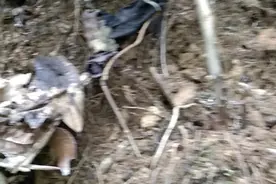 纯天然野生药材猪沙泥，功效用途，主治肚痛，发沙鱼秋症功效显足视频封面