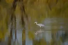 吃到嘴里的鱼居然又给吐出来了？这是为什么？🤣🤣
