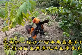 大年初一探访广西平果最美乡村视频封面