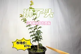 日本枫树中的贵族“狮子头”，市场价¥70值不值！赶紧看看视频封面