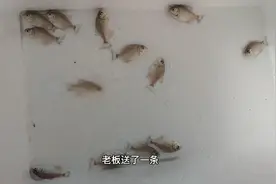 开箱十几条食人鱼，刚进鱼缸就被雷龙吞下，挡板也挡不住你的作死视频封面