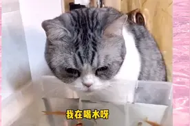 这些猫咪一天天就想吃鱼缸里面的鱼