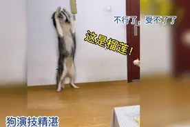哈士奇看主人吃榴莲欲尝试，凑近连忙捂住鼻子，网友称狗技精湛视频封面