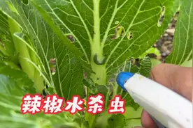 辣椒水杀虫，听信老人言 吃亏在眼前视频封面