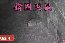 猪圈老鼠太多了，晚上戴上夜视仪，把老鼠一网打尽视频封面