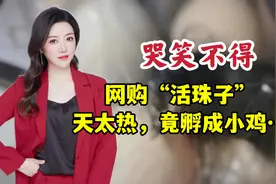 真是哭笑不得！南京市民网购活珠子，因天太热，竟然孵出小鸡！视频封面