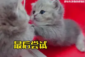 小奶猫照镜子，会被自己萌翻吗？视频封面