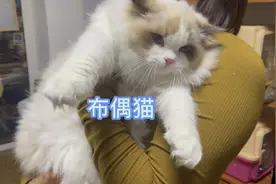 价值1万元的布偶猫，八个月母猫10多斤重出口去国外了