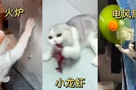 爆笑动物合集（动物的好奇心到底有多强？）视频封面