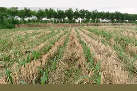 玉米打完除草剂下雨了，还需要重喷吗？这种情况不需要视频封面