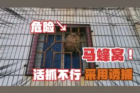 5毛钱解决马蜂问题，养蜂人免动手却有效，活抓马蜂技术视频封面