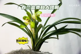 如何分辨春兰“大富贵”和“大团圆”？别买错啦！新手快来看看视频封面