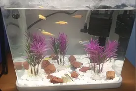 第二天養魚，死了一條瑩光黄的小魚，因為打氧機力度大把她吸進去视频封面