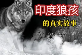 他被母狼喂养长大，像狼一样用四肢爬行，印度狼孩的真实故事视频封面