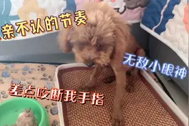 小奶狗凶起来很可怕，为了护食居然咬我，这哼哼声攻击性很强哦！视频封面