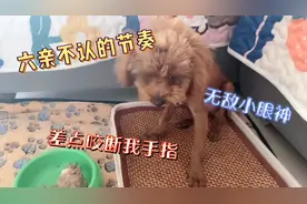 小奶狗凶起来很可怕，为了护食居然咬我，这哼哼声攻击性很强哦！视频封面