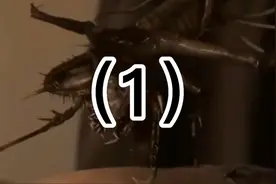 通过肚脐进入人体寄生的虫子你见过吗？视频封面