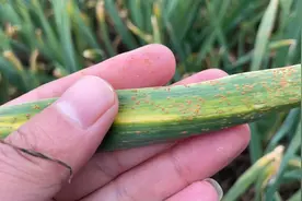 大蒜，小葱叶片发黄有斑点，怎么办？视频封面