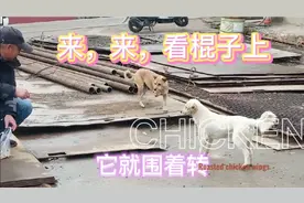 不相信，这两条狗敢上来吃，东西！