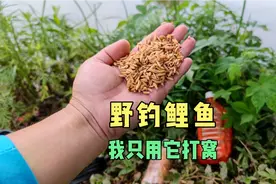夏季野钓鲤鱼我只用它打窝，效果远超商品谷麦，超便宜又能避小鱼