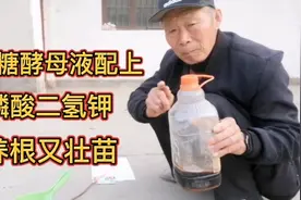 红糖酵母液配上磷酸二氢钾，养根又壮苗，花卉瓜果蔬菜都可以用。
