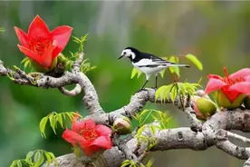 朗诵 毛泽东 念奴娇 鸟儿问答视频封面