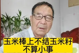 玉米棒上不结玉米籽？玉米为何没受粉？请专家帮助找原因视频封面