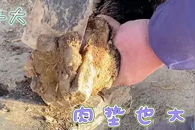 会说话的驴，大叫驴修蹄前后两次嚎叫，是感恩还是骂人谁知道？视频封面