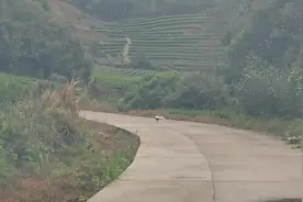 又遇白鹇家族下山觅食，一大群十几只，领队公鹇真是长的帅视频封面