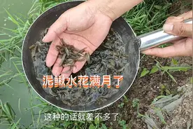 湖南大叔养泥鳅十多年，一亩下一百万水花，一个月以后看结果如何视频封面