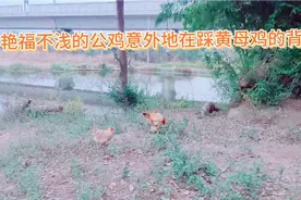 土鸡:艳福不浅的公鸡为何在踩黄母鸡的背？为何受伤的总是母鸡视频封面