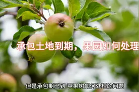 集体的土地承包已到期，地里种植的果树如何处理，能有补偿吗？视频封面