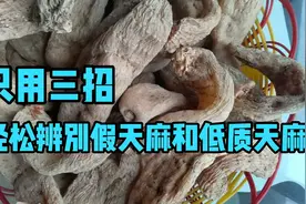 三招就可以辨别天麻，不管硫磺熏制的还是假的，都难逃你的法眼视频封面