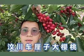 汶川车厘子已经大量成熟了，但是我们家的车厘子今年损失惨重。视频封面