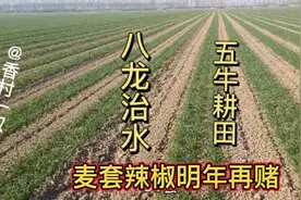 农村大叔再赌麦套辣椒！明年八龙治水五牛耕田二人分饼有啥寓意？视频封面