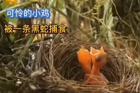 可怜的一群小鸡，被一条蛇疯狂捕食