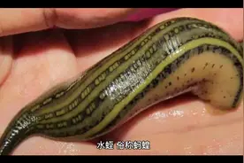 小时候最害怕的蚂蝗竟有这些神奇功效视频封面