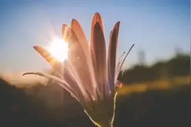 现代诗歌特点及写作方法