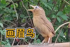 画眉鸟王歌声，如同一泓潺潺的细流，洗涤了你的心灵视频封面